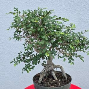 Chinese Elm Pre Bonsai Large